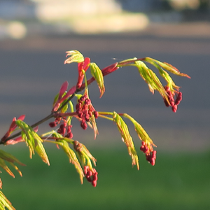 紅葉のつぼみ