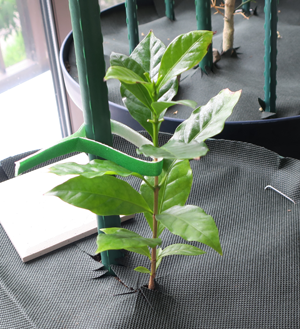 植え替えたコーヒーの木の苗