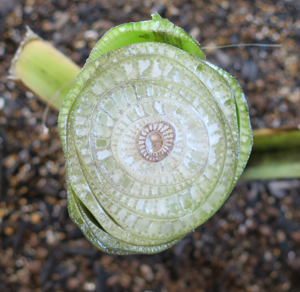 アイスクリームバナナの切り口