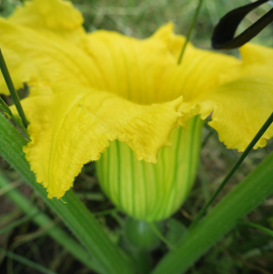 かぼちゃの雌花