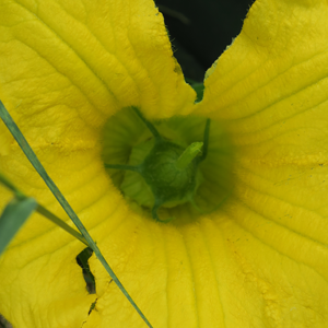 雌花に雄花を入れた状態