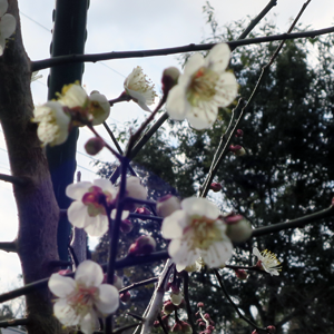 薫南高（かおりなんこう）の花