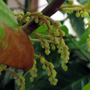 ランバイの花芽（雌花）