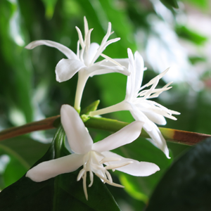 コーヒーの木の花