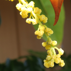 ランバイの雄花