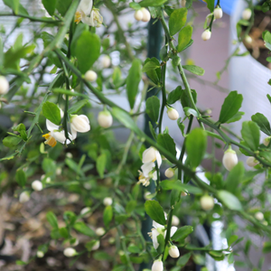 フィンガーライム（ミアローズ）の花