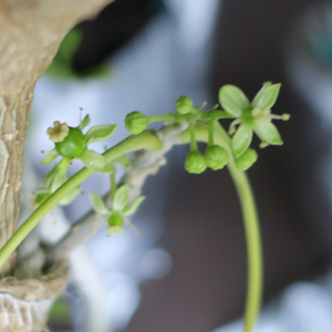 ホワイトサポテ（セッパールーク）の花と蕾
