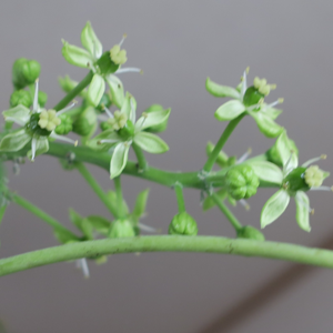 ホワイトサポテ（セッパールーク）の花と蕾