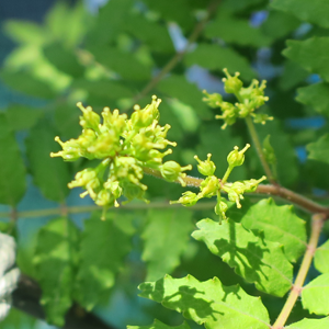 ぶどう山椒の花