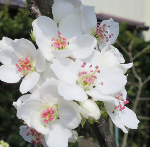 和梨（凛夏）の幼果