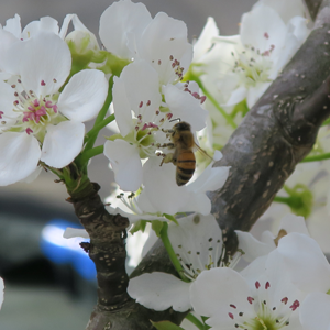 和梨（凛夏）の花と蜜蜂