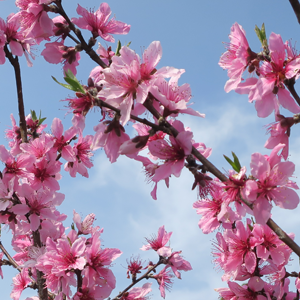 桃（桃水）の花