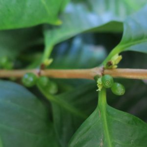 コーヒーの木の幼果